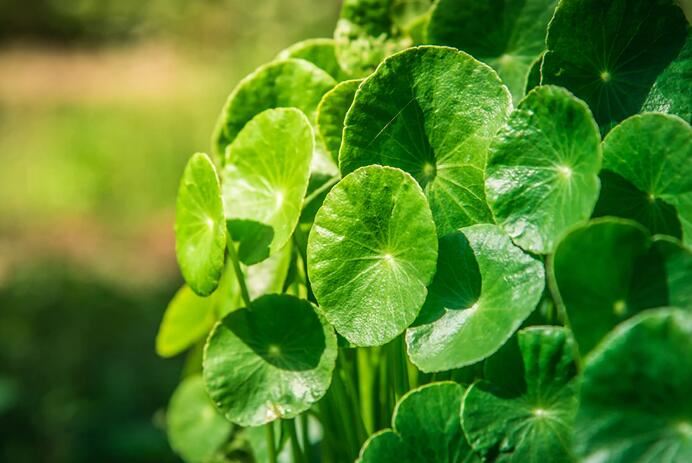Gotu Kola skin benefits