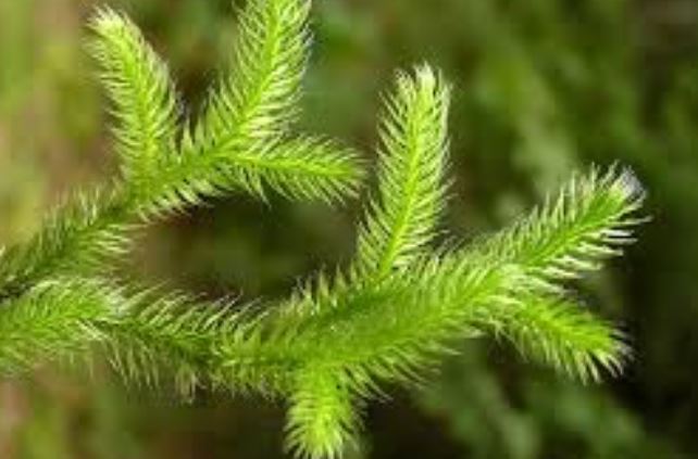 Lycopodium Clavatum Powder Benefits Lycopodium Clavatum Powder Benefits