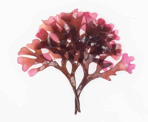 Chondrus Crispus health Benefits