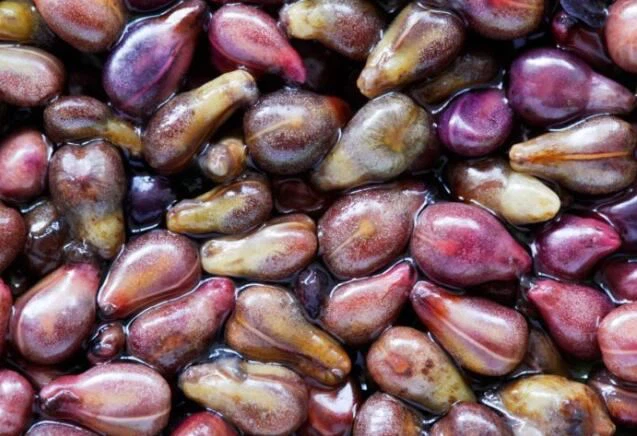 is grape seed extract good for prostate is grape seed extract good for prostate