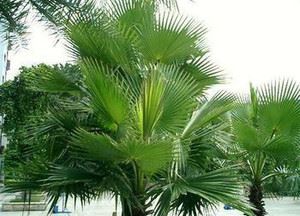 Mit csinált palmetto?