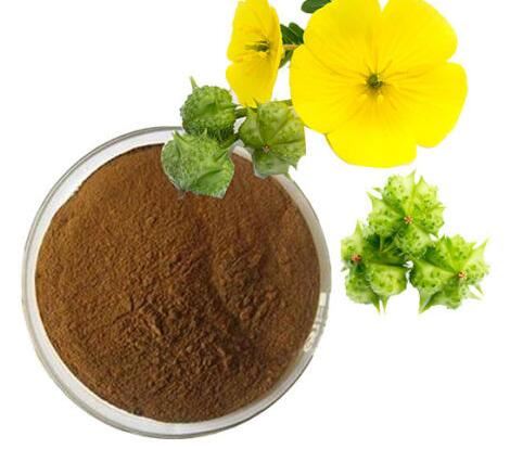 Tiszta Tribulus Terrestris por
